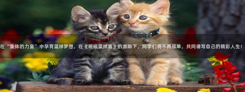 沙巴·体育综合平台官网